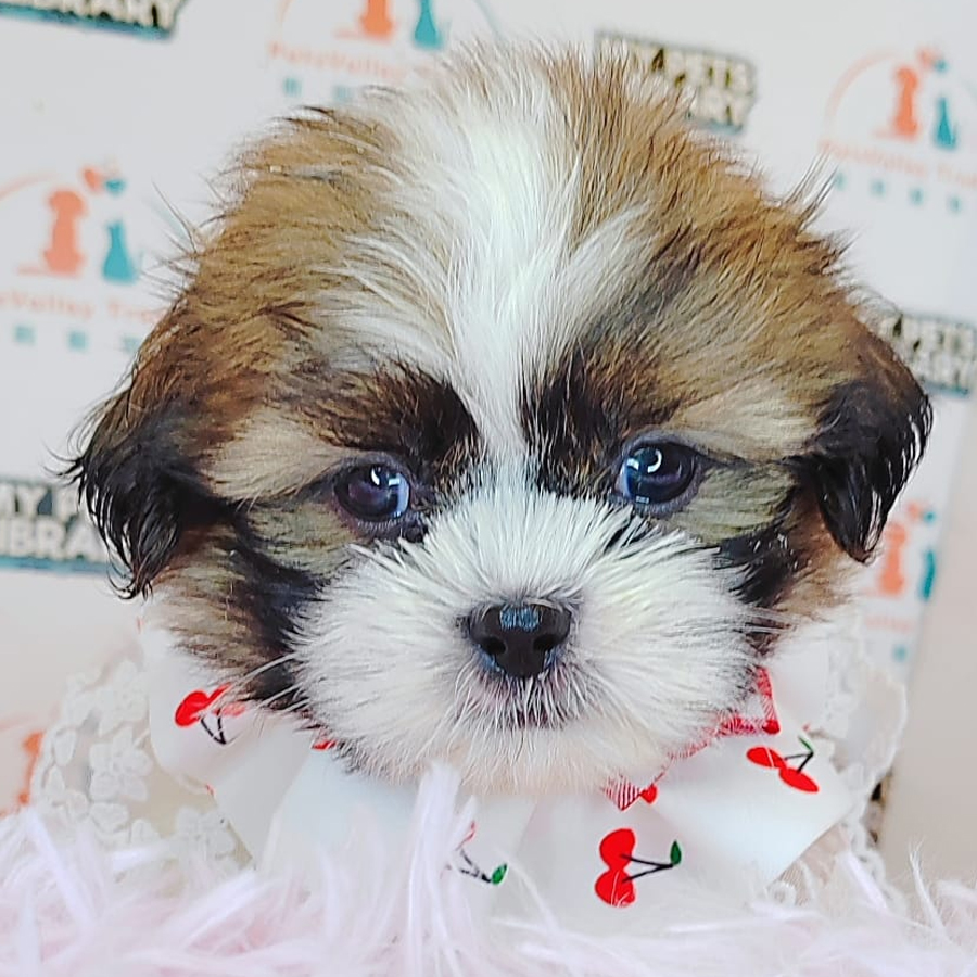 Shih Tzu Puppy (Male) For Sale