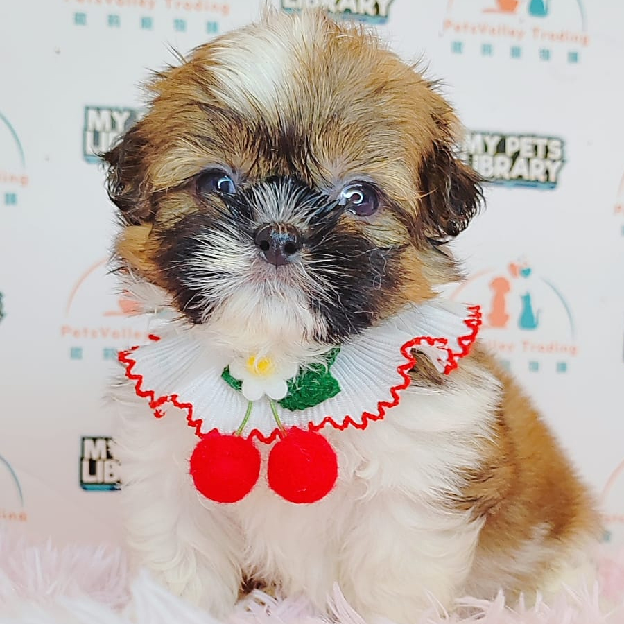 Shih Tzu Puppy (Female) For Sale