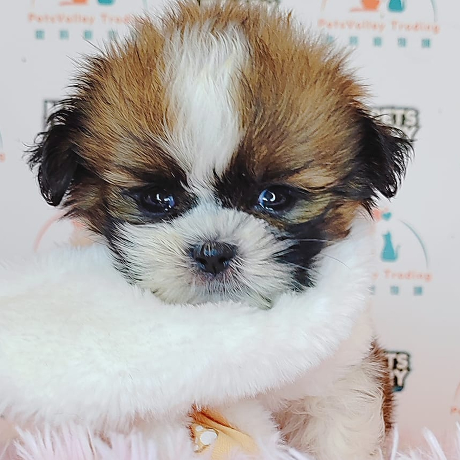 Shih Tzu Puppy (Female) For Sale