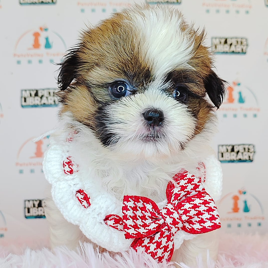 Shih Tzu Puppy (Female) For Sale