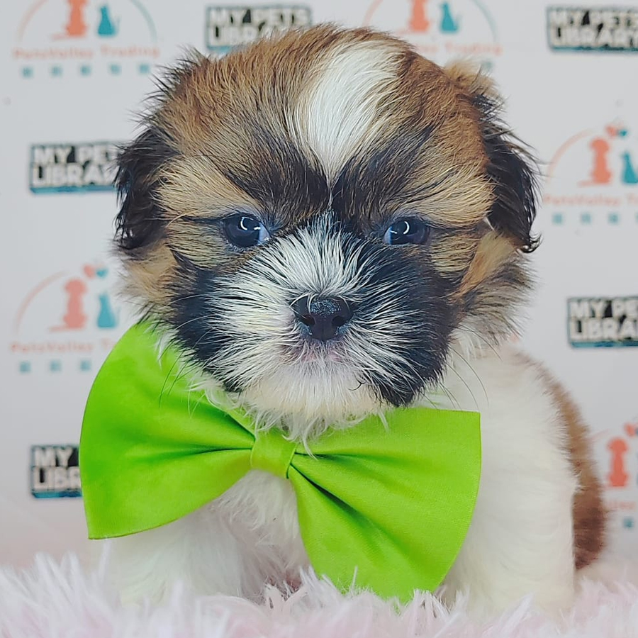 Shih Tzu Puppy (Female) For Sale
