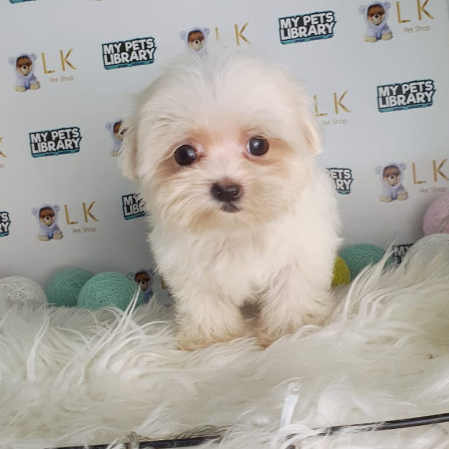 Maltese Puppy (Female) For Sale
