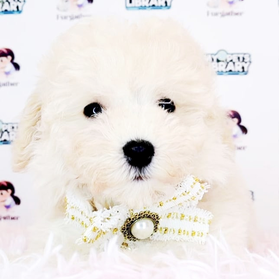 Tiny Poodle Puppy (Female) For Sale