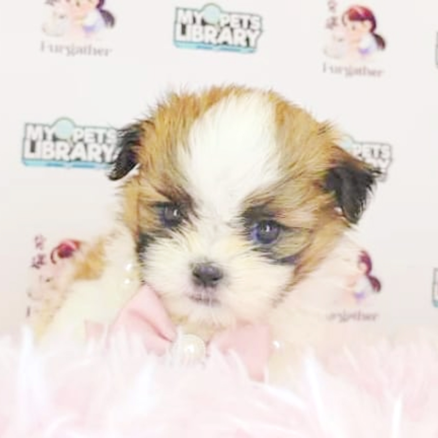 Shih Tzu Puppy (Male) For Sale