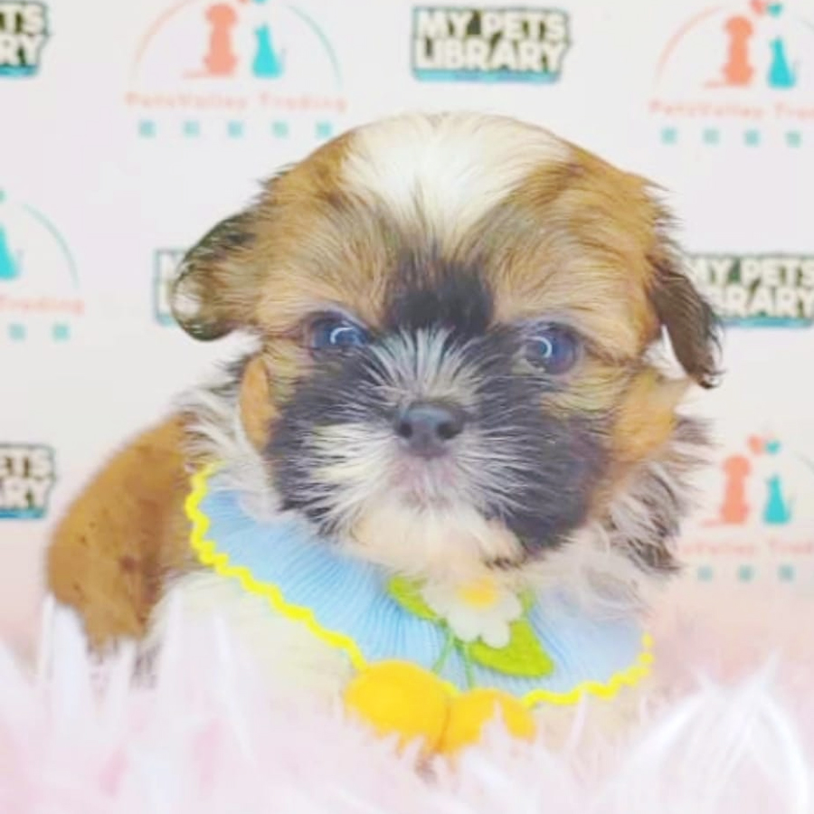Shih Tzu Puppy (Female) For Sale
