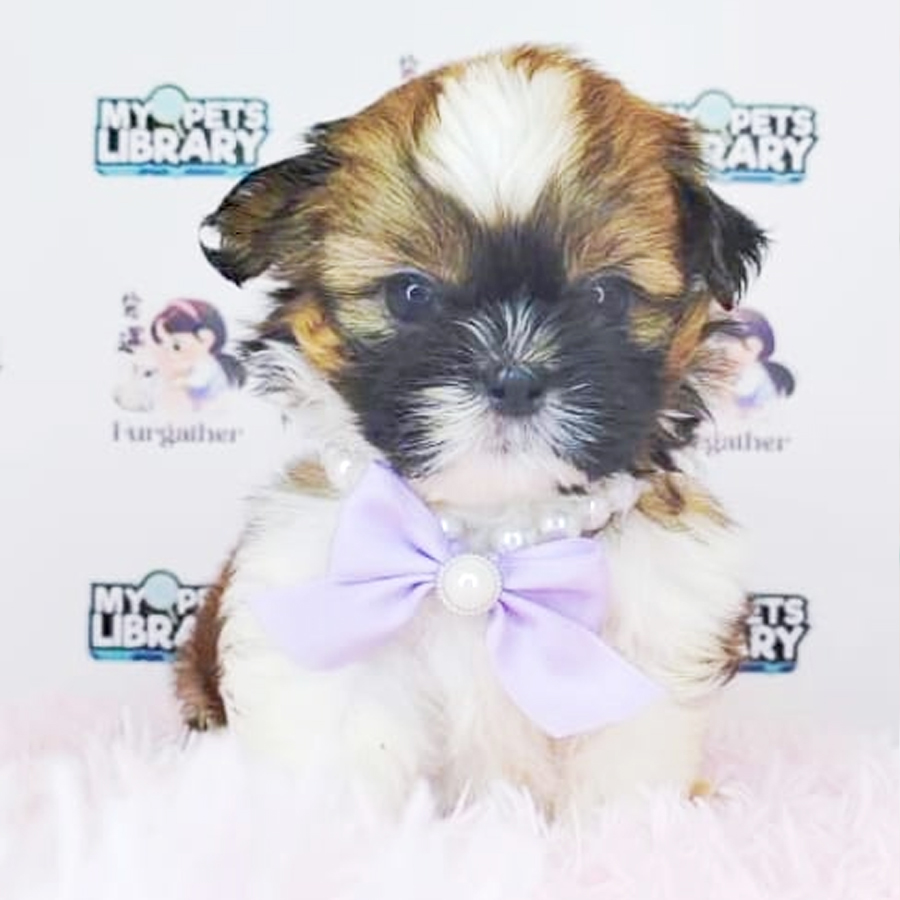 Shih Tzu Puppy (Male) For Sale