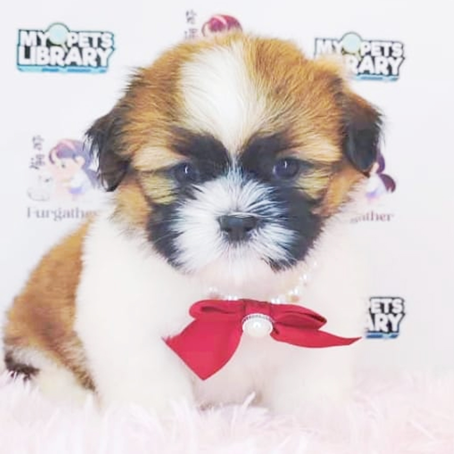 Shih Tzu Puppy (Male) For Sale