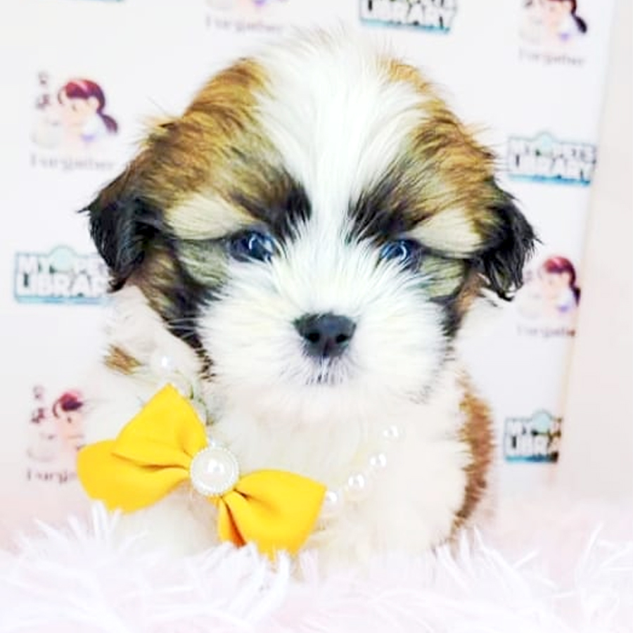 Shih Tzu Puppy (Male) For Sale