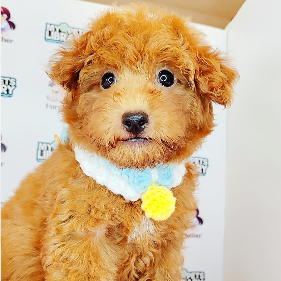 Toy Poodle Puppy (Male) For Sale