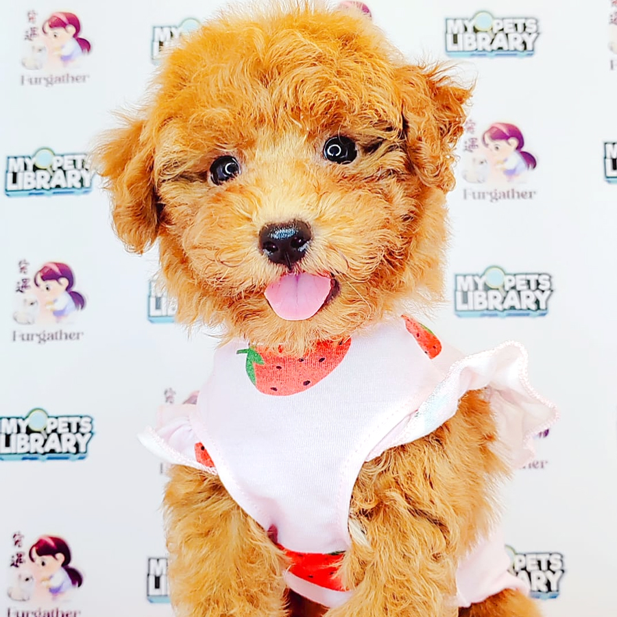 Toy Poodle Puppy (Male) For Sale