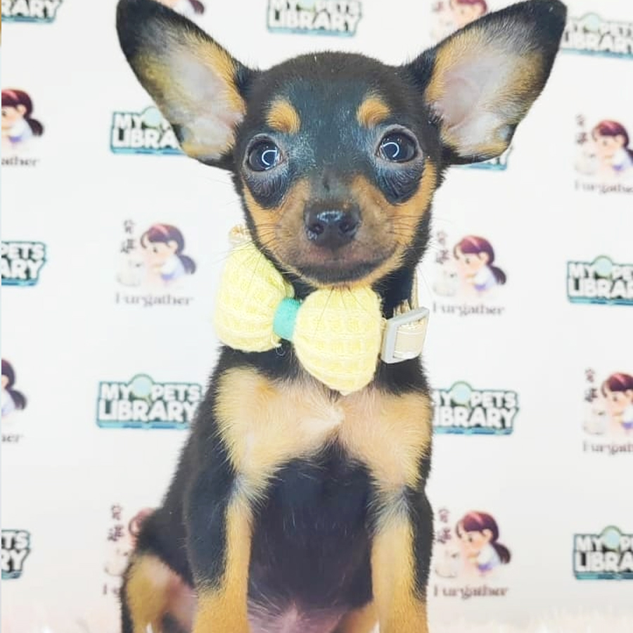 Mini Pinscher Puppy (Female) For Sale