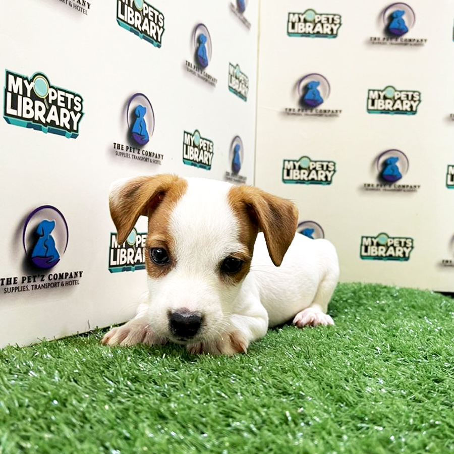 Jack Russell Puppy (Male) For Sale
