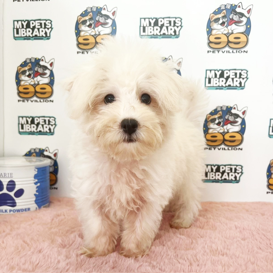 Maltipoo Puppy (Male) For Sale