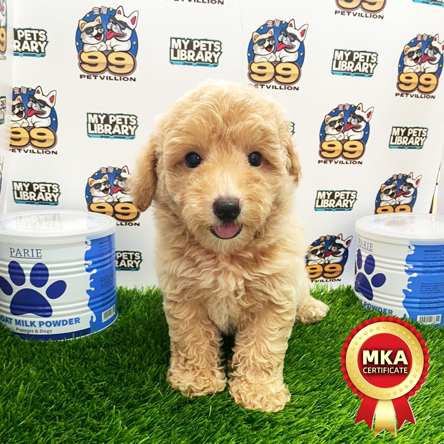 MKA Toy Poodle Puppy (Female) For Sale