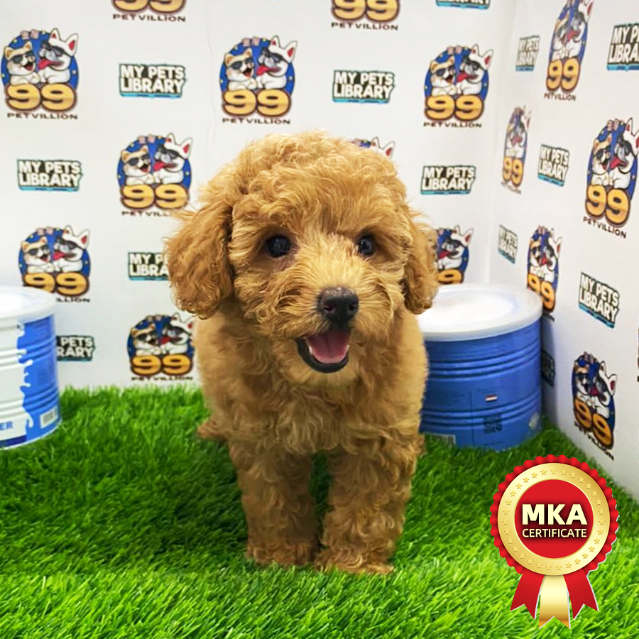 MKA Toy Poodle Puppy (Female) For Sale