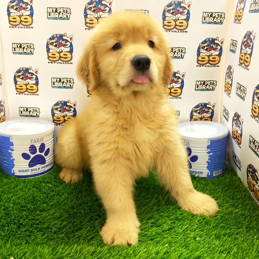 Golden Retriever Puppy (Male) For Sale