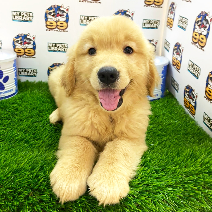 Golden Retriever Puppy (Female) For Sale