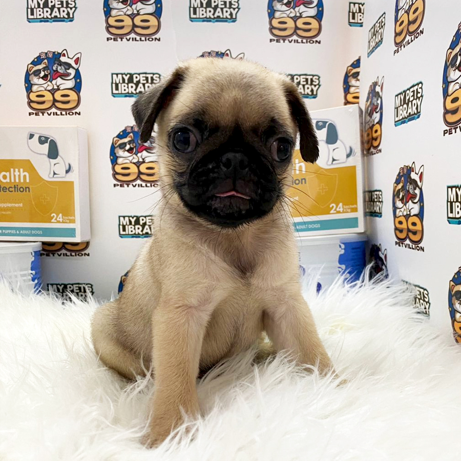 Pug Puppy (Male) For Sale