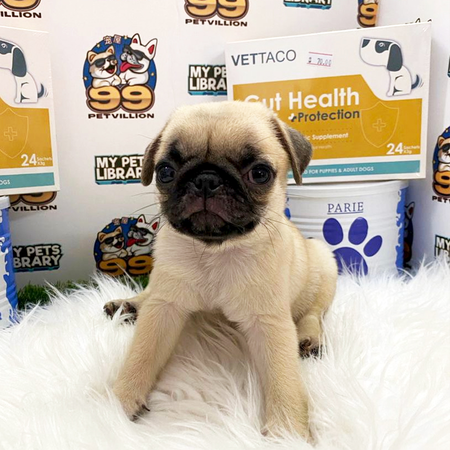 Pug Puppy (Female) For Sale
