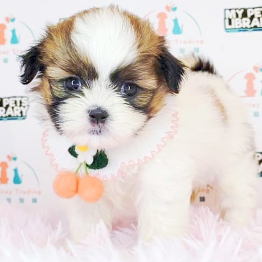 Shih Tzu Puppy (Female) For Sale