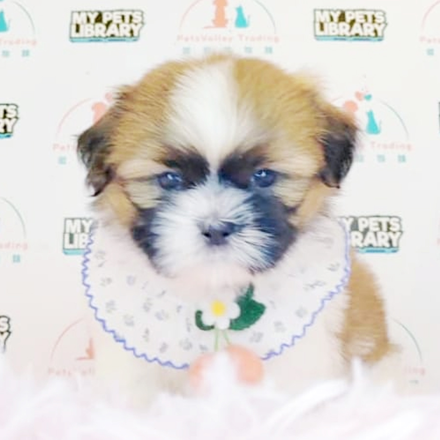 Shih Tzu Puppy (Female) For Sale