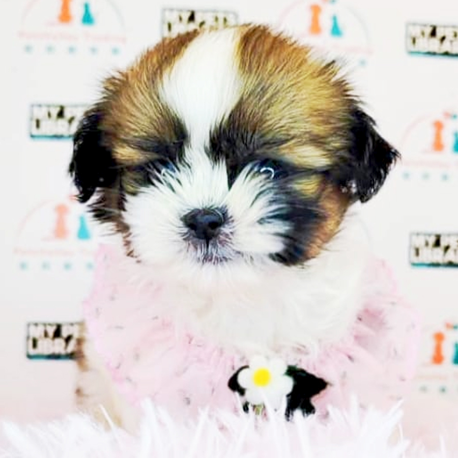 Shih Tzu Puppy (Female) For Sale