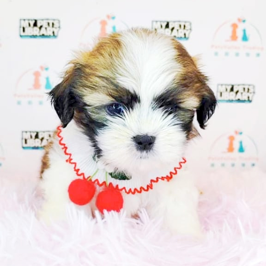 Shih Tzu Puppy (Male) For Sale
