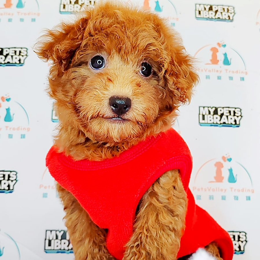 Toy Poodle Puppy (Male) For Sale