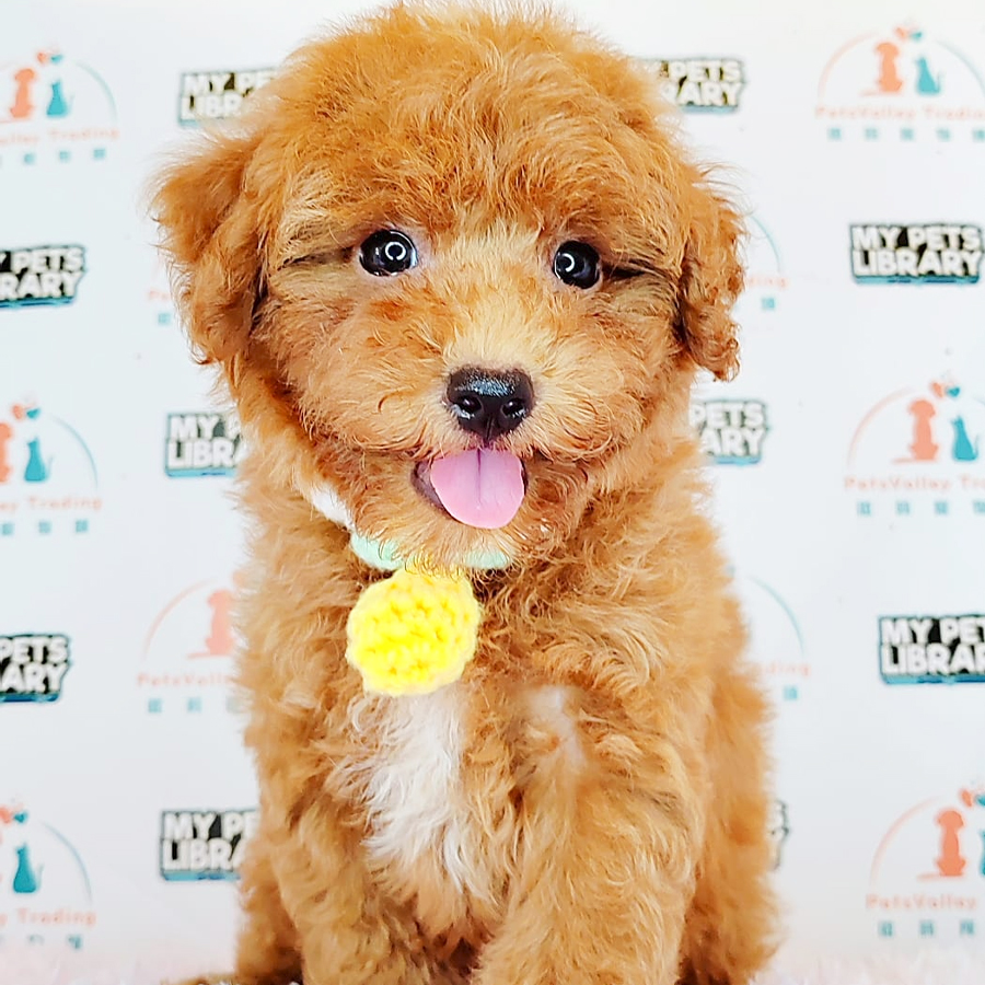 Toy Poodle Puppy (Male) For Sale