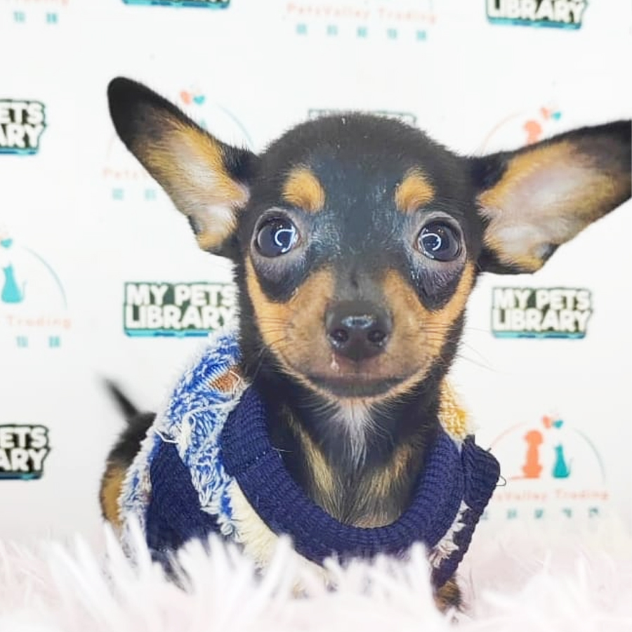 Mini Pinscher Puppy (Female) For Sale