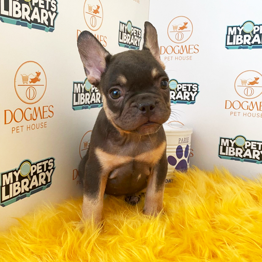 French Bulldog Puppy (Female) For Sale