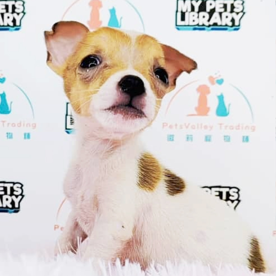 Mini Jack Russell Puppy (Female) For Sale