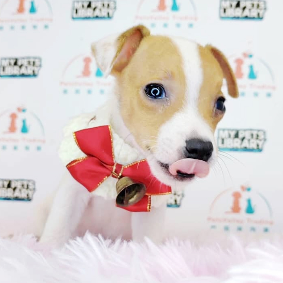 Mini Jack Russell Puppy (Male) For Sale