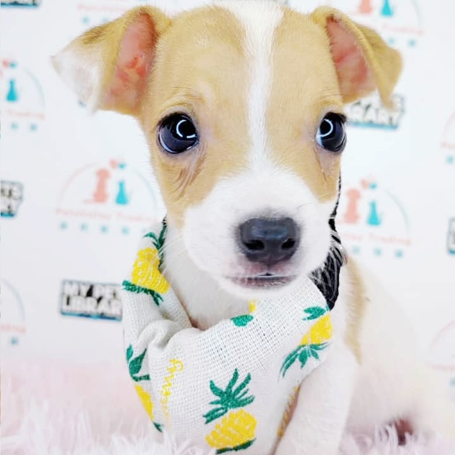 Mini Jack Russell Puppy (Male) For Sale