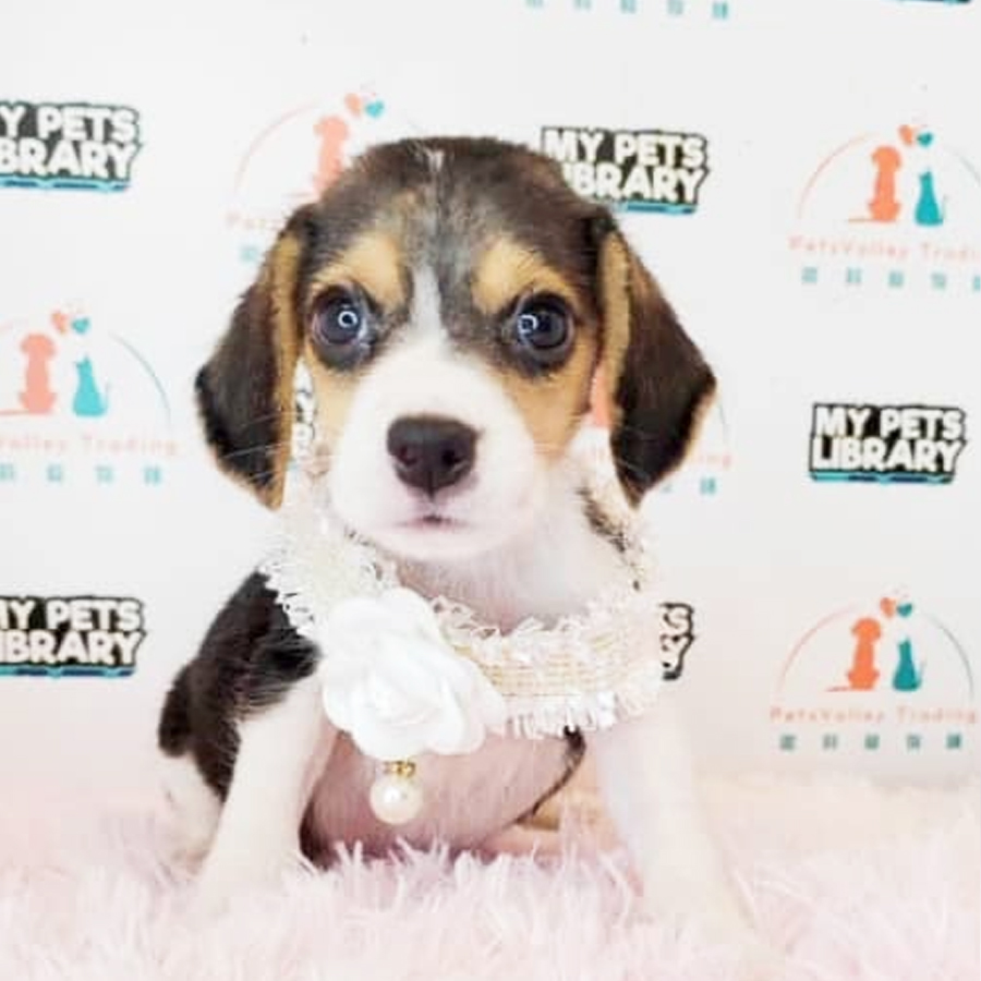 Beagle Puppy (Male) For Sale