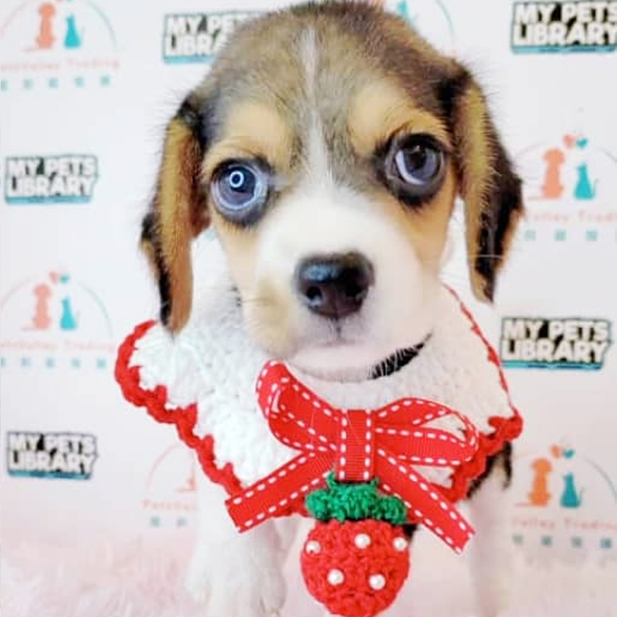 Beagle Puppy (Male) For Sale
