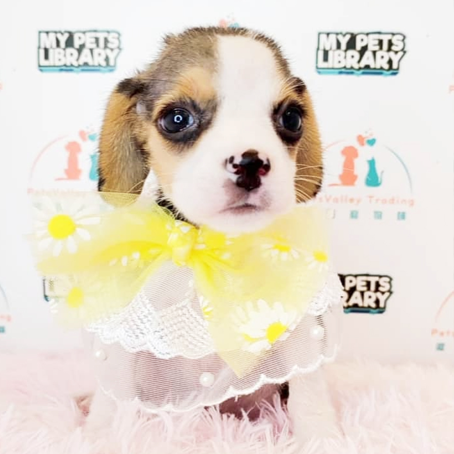 Beagle Puppy (Male) For Sale
