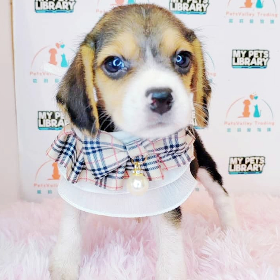Beagle Puppy (Female) For Sale