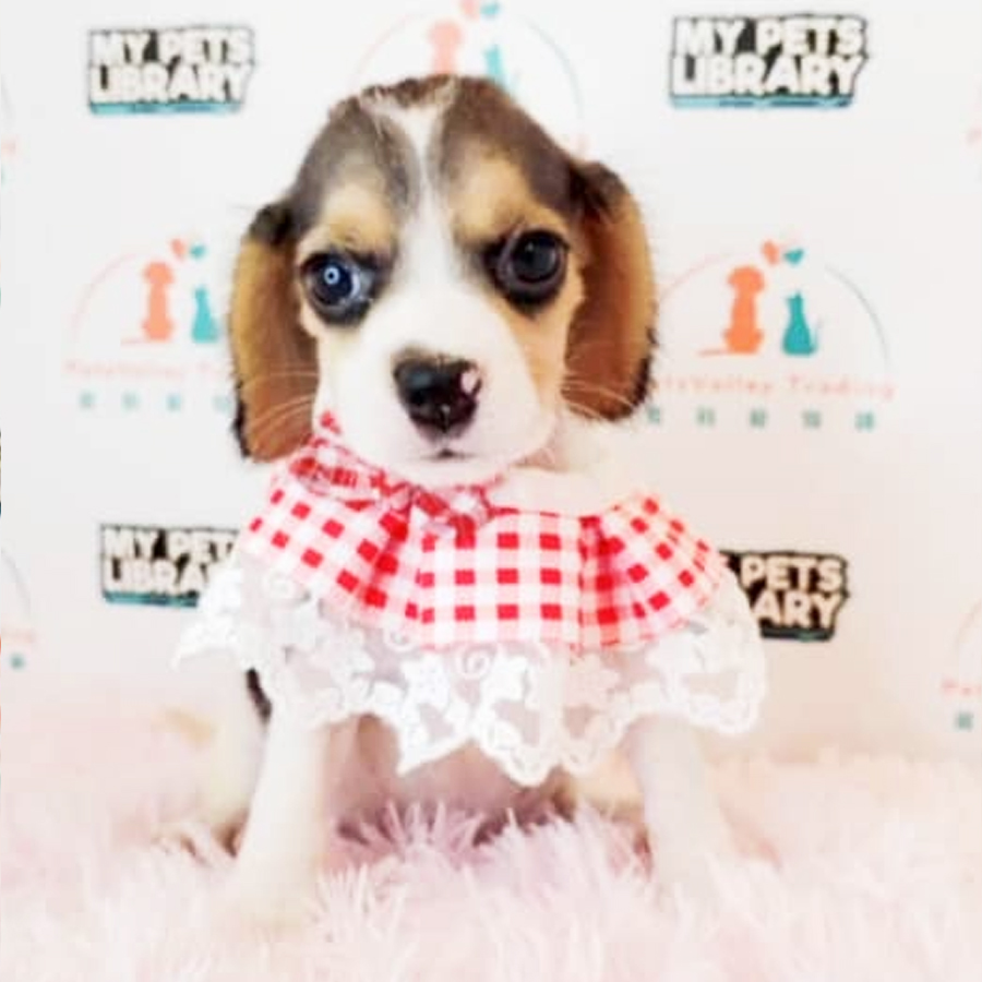 Beagle Puppy (Female) For Sale