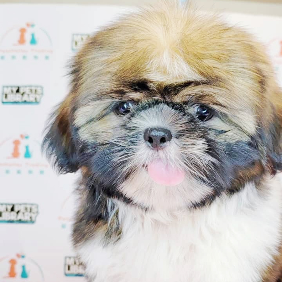Shih Tzu Puppy (Female) For Sale
