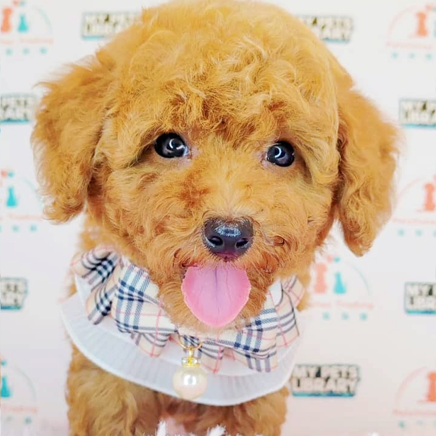 Toy Poodle Puppy (Male) For Sale