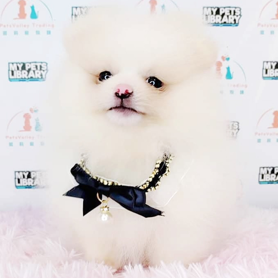Pomeranian Puppy (Female) For Sale