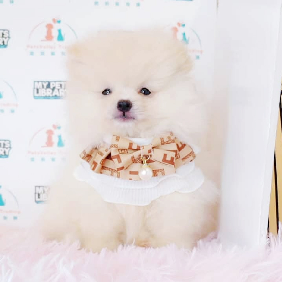 Pomeranian Puppy (Male) For Sale