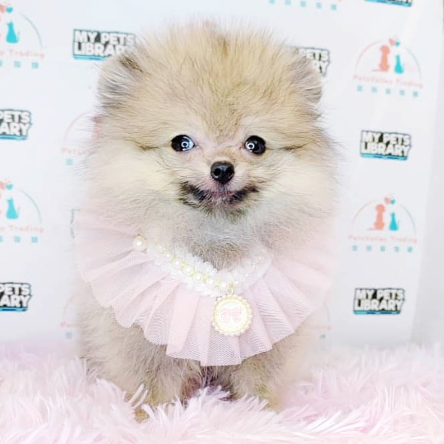 Pomeranian Puppy (Male) For Sale