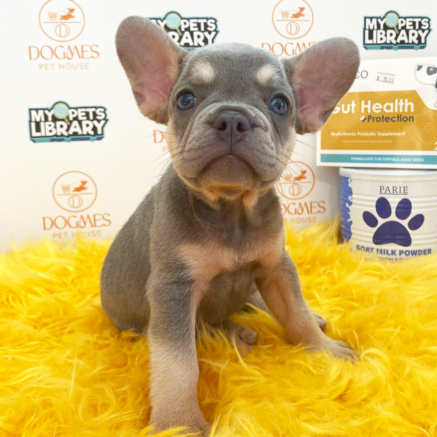 French Bulldog Puppy (Male) For Sale