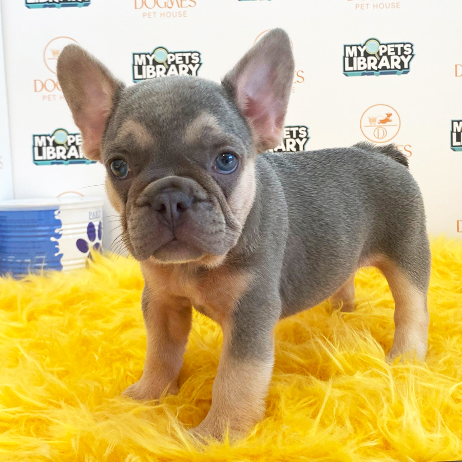 French Bulldog Puppy (Female) For Sale