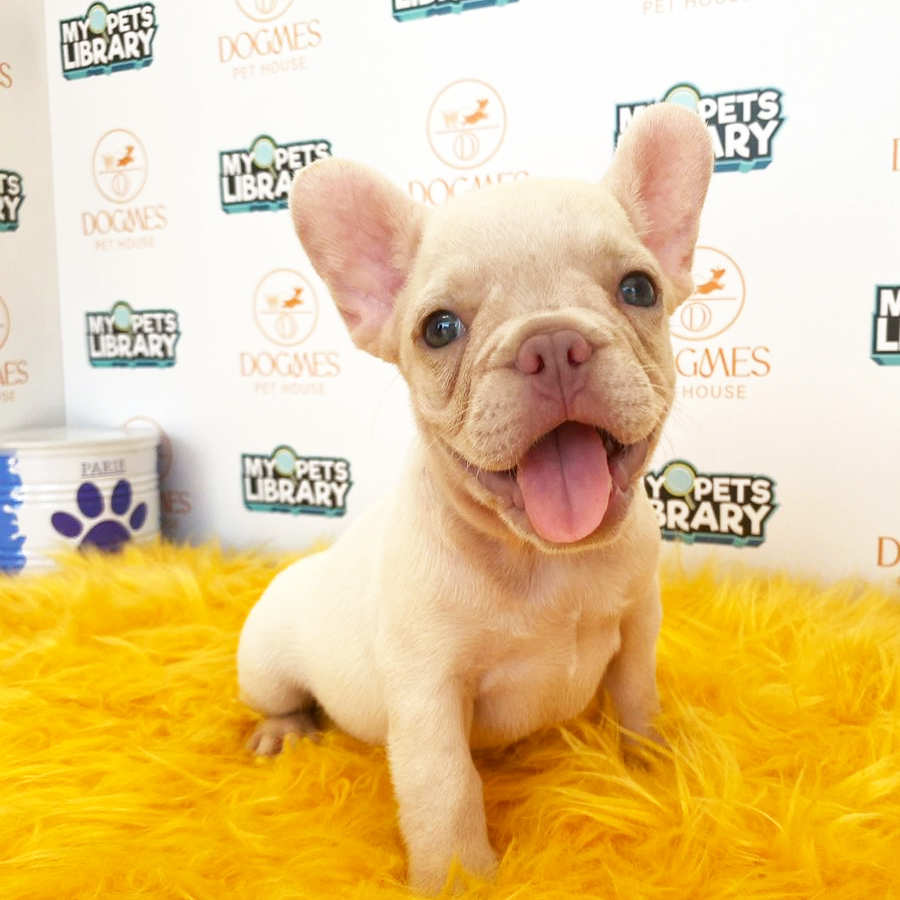 French Bulldog Puppy (Female) For Sale