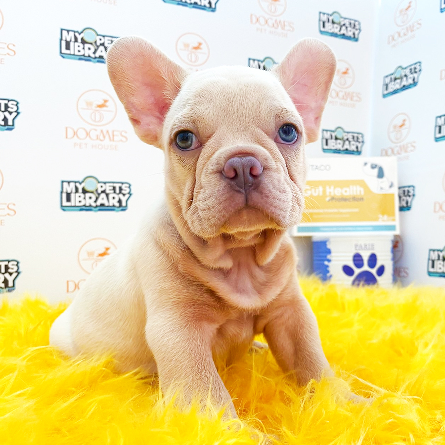French Bulldog Puppy (Male) For Sale
