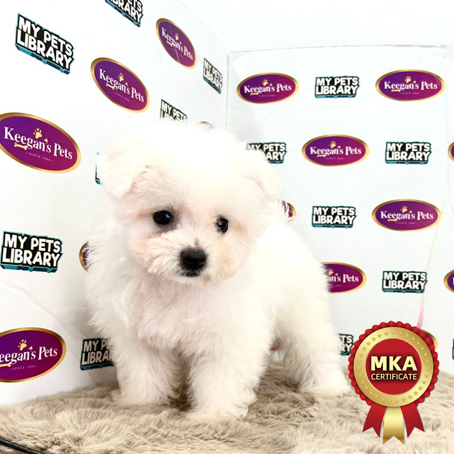 MKA Bichon Frise Puppy (Male) For Sale