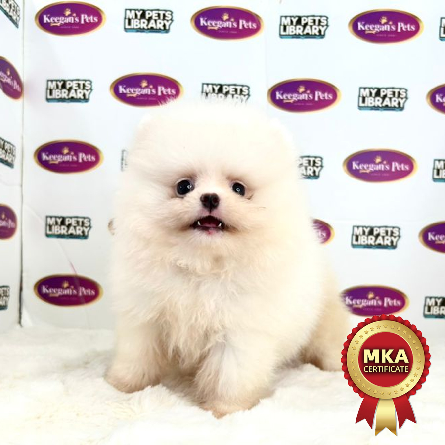MKA Pomeranian Puppy (Female) For Sale